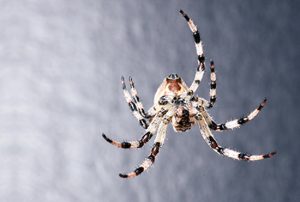 Como espantar as aranhas de casa