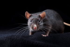 Todos os ratos possuem leptospirose?