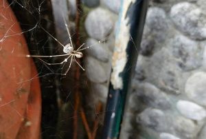 Dedetização de aranhas em sp