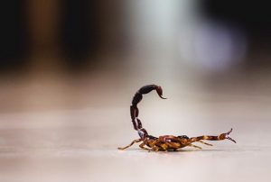 Como identificar a picada de um escorpião?