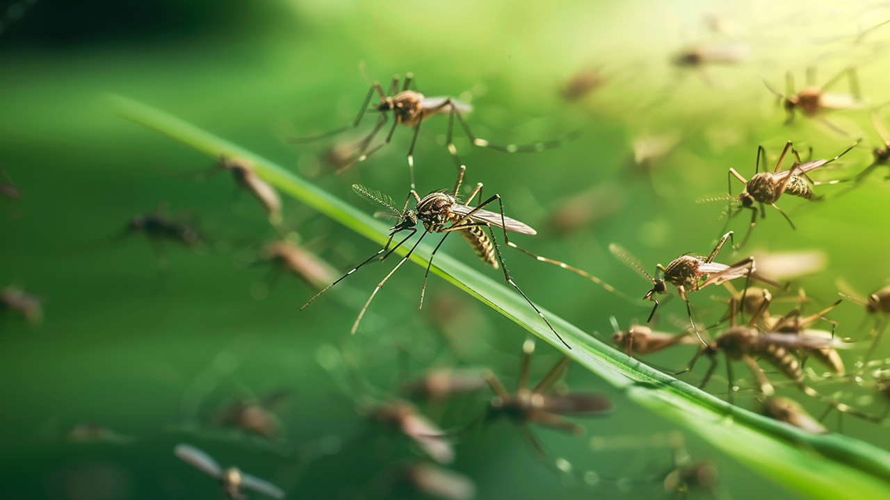 As novas tecnologias no combate ao Aedes Aegypti