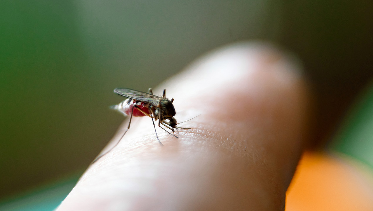 Epidemia de Dengue no Brasil: Causas e Prevenção