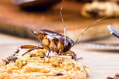 Afinal, Quanto Custa o Prejuízo Causado por Pragas em Restaurantes?