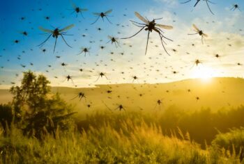 Como prevenir dengue no verão?