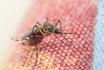 Como evitar o Aedes aegypti em casa?